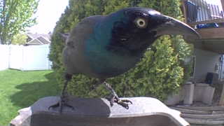 common grackle