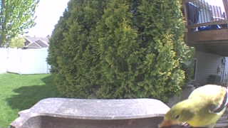 american goldfinch
