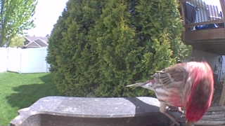 house finch