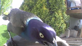 european starling