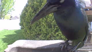 common grackle