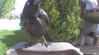 common grackle