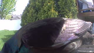 common grackle