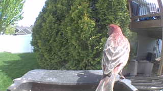 house finch