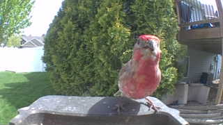 house finch