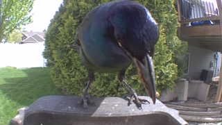 common grackle