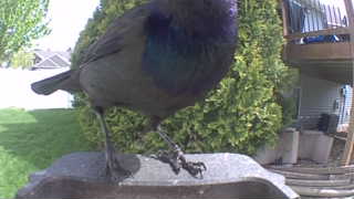 common grackle