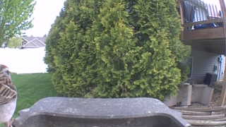 house sparrow