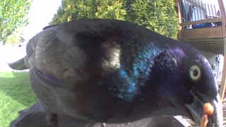 common grackle