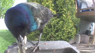 common grackle