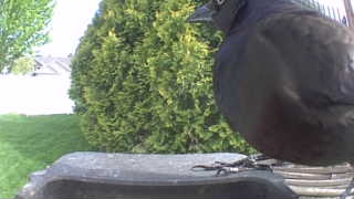 common grackle
