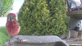 house finch