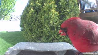northern cardinal