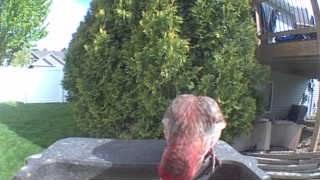 purple finch