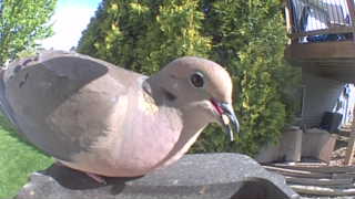 mourning dove