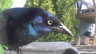 common grackle