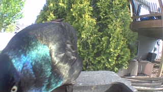 common grackle