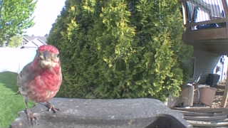 house finch