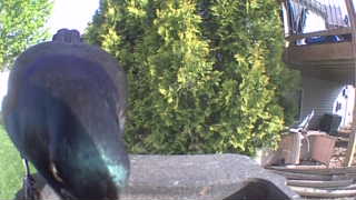 european starling
