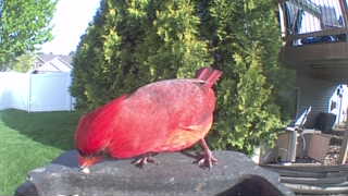 northern cardinal