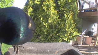 common grackle