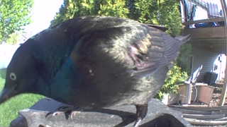 common grackle
