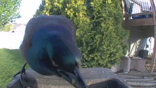 common grackle