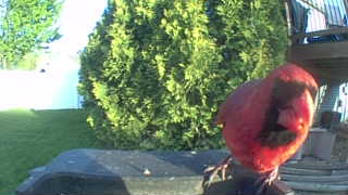 northern cardinal