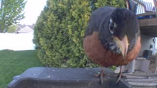 american robin