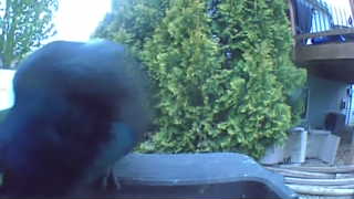 american crow