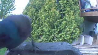 rock pigeon