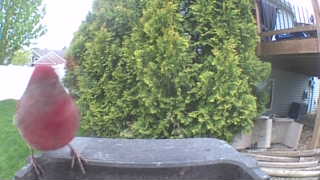 purple finch