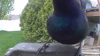 common grackle