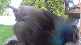 common grackle