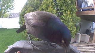 common grackle