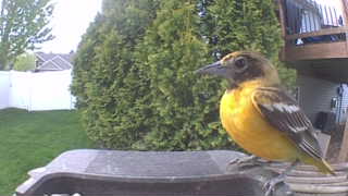 baltimore oriole