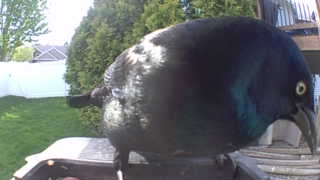 common grackle