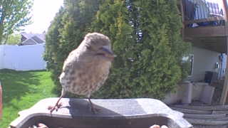european starling