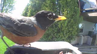 american robin