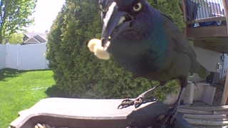 common grackle