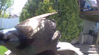 american robin