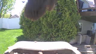 unidentifiable bird