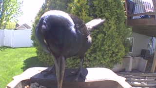 american crow