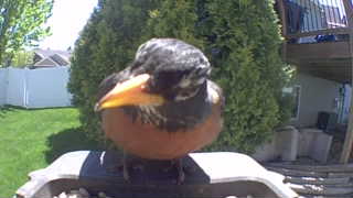 american robin