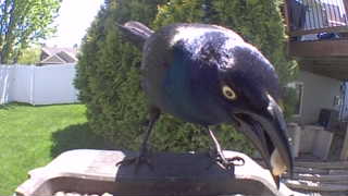 common grackle