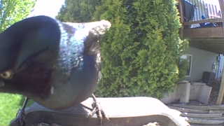 rock dove