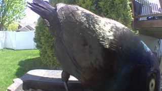 common grackle
