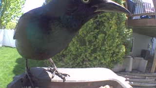 common grackle