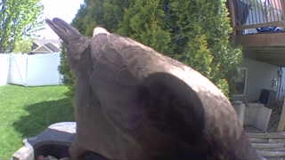 bald eagle