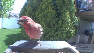 purple finch